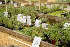 plant_sale_20152