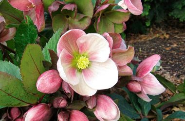 Hellebore