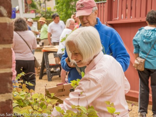 plant_sale_201596