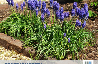 what-s-in-bloom-april-2020-1