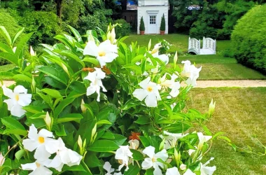 what-s-in-bloom-july-2020-1